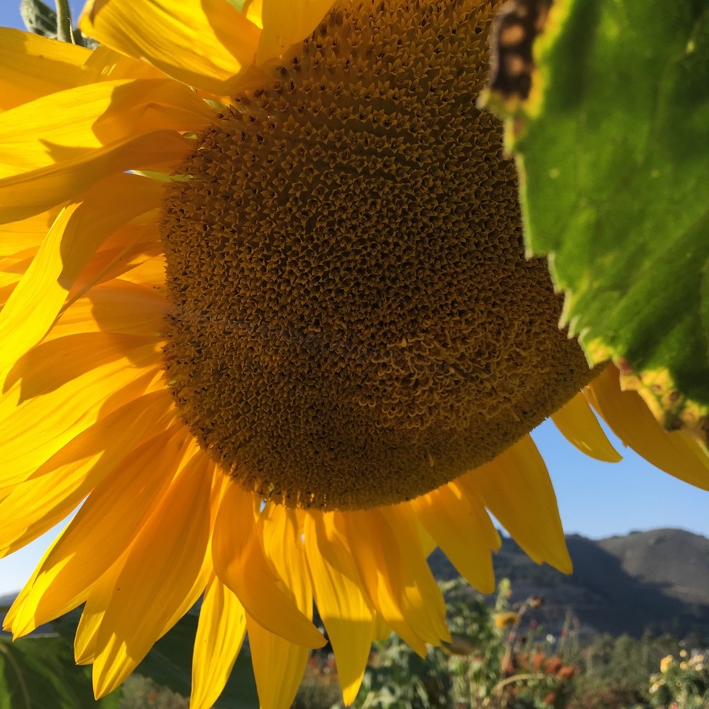 Meet your Posher, Hill